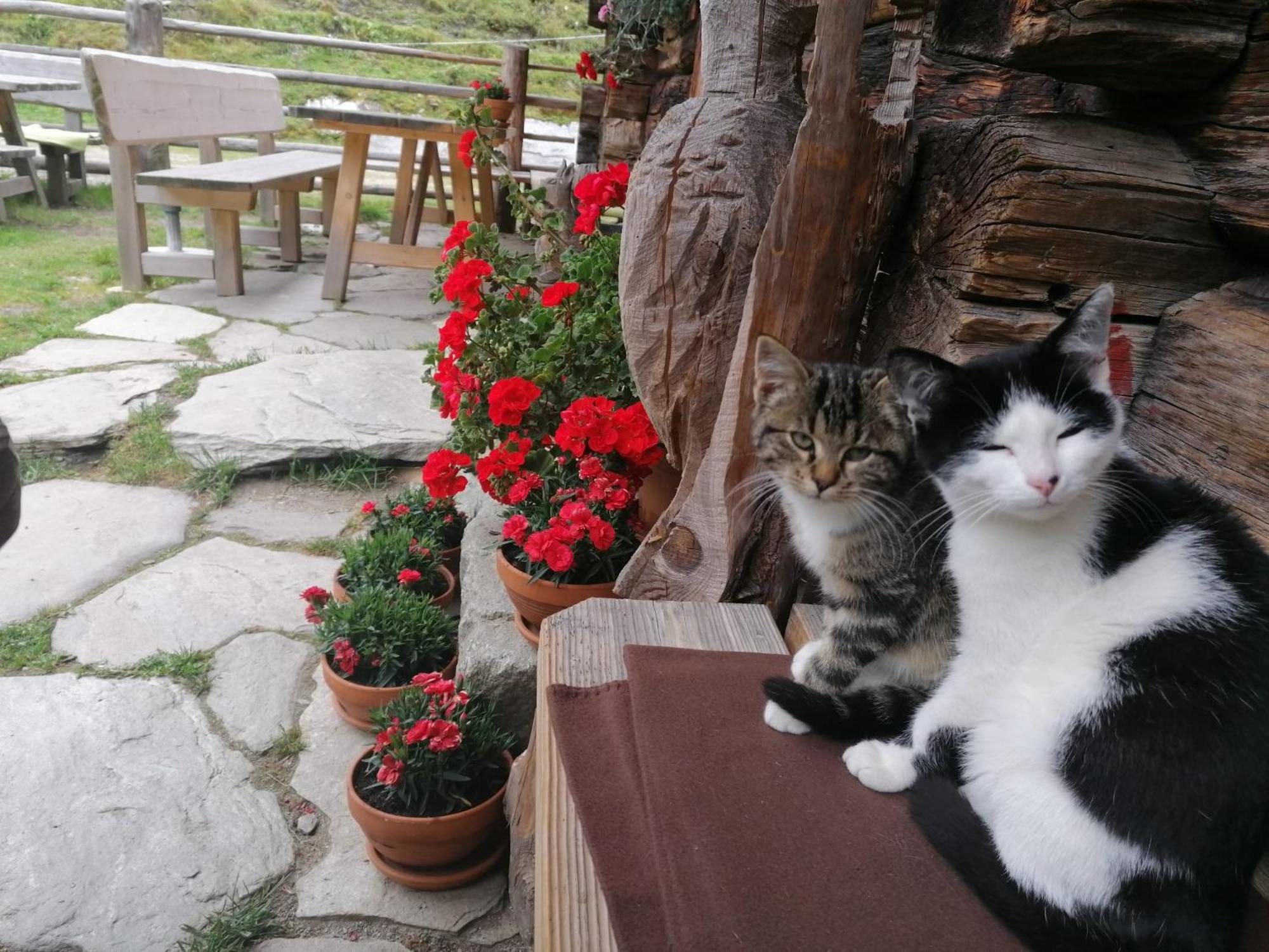 Birnbaum Chalets グロースアルル エクステリア 写真